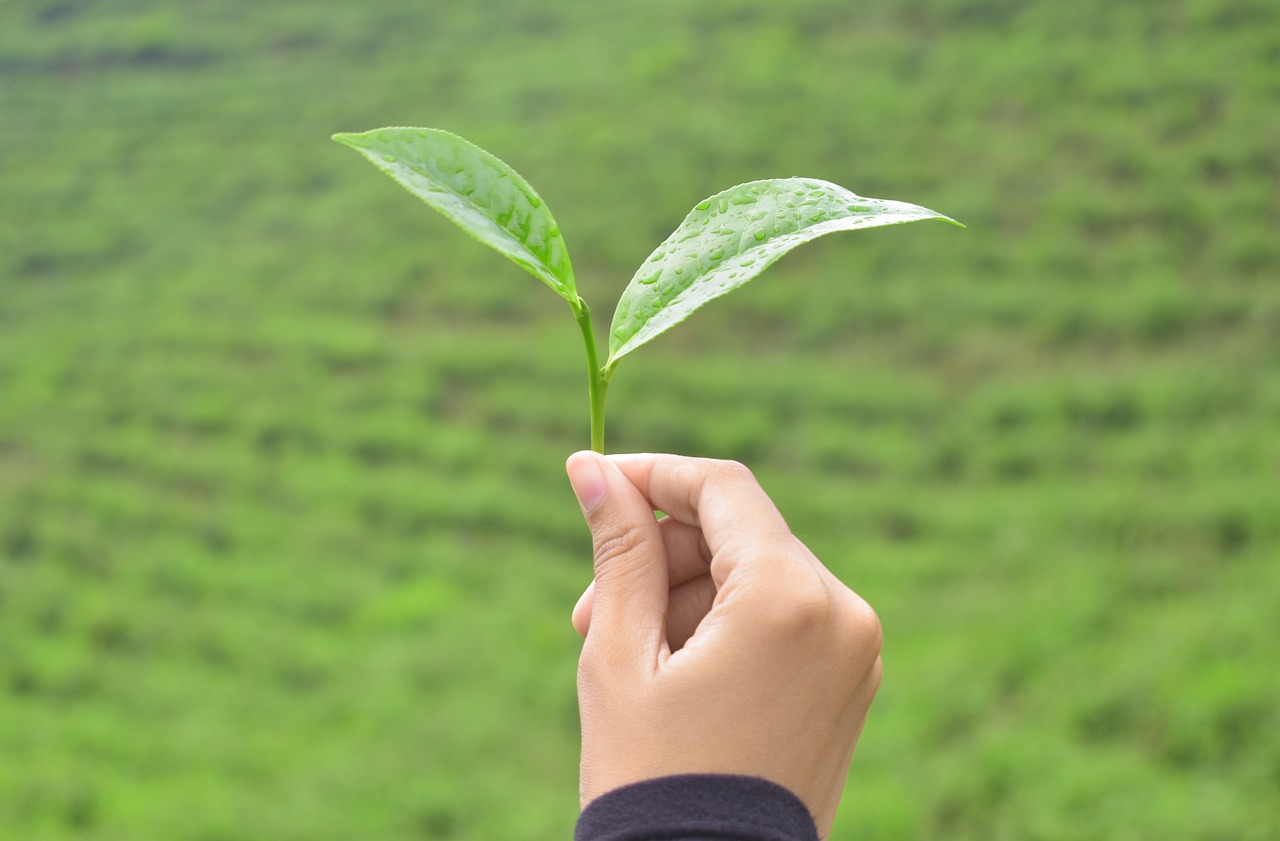 Green Tea Q&A. Health benefits, Polyphenols and more