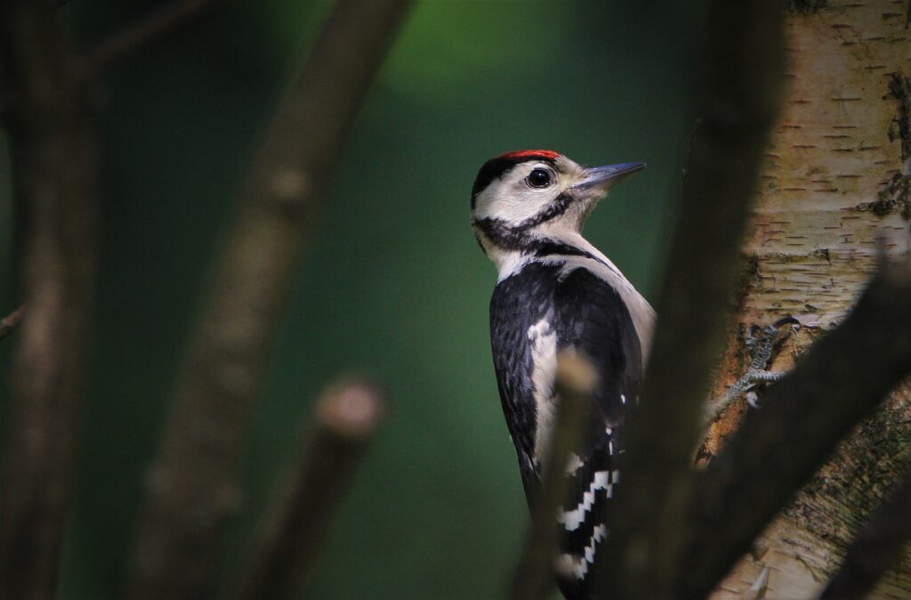 woodpecker - Key Meanings of Woodpecker Symbolism 