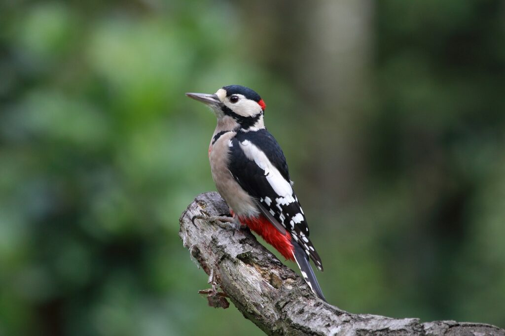 Woodpecker Spirit Animal Meaning 