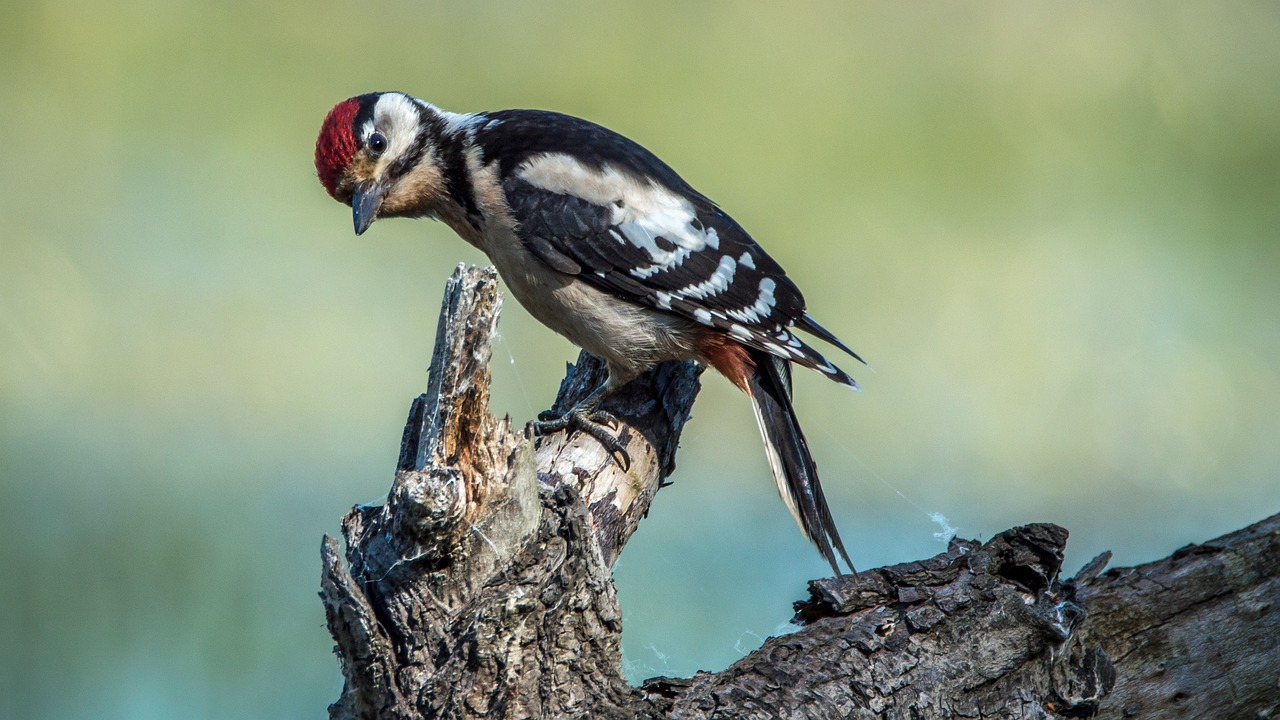 Spiritual Meaning of Woodpecker: Symbolism, and Significance.